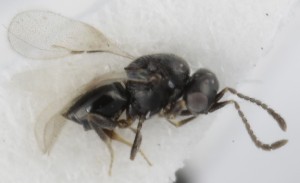  ( - MZH_GQ.5262)  @11 [ ] by-nc (2024) Simo Vaananen Luomus