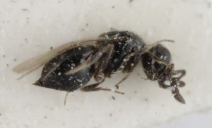  ( - MZH_GQ.5263)  @11 [ ] by-nc (2024) Simo Vaananen Luomus