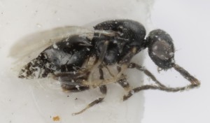  ( - MZH_GQ.5270)  @11 [ ] by-nc (2024) Simo Vaananen Luomus