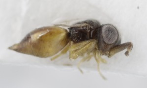  ( - MZH_GQ.5273)  @11 [ ] by-nc (2024) Simo Vaananen Luomus