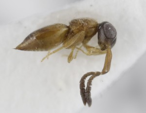  ( - MZH_GQ.5276)  @11 [ ] by-nc (2024) Simo Vaananen Luomus