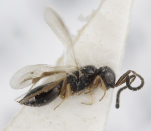  ( - MZH_GQ.5284)  @11 [ ] by-nc (2024) Simo Vaananen Luomus