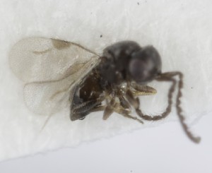  ( - MZH_GQ.5285)  @11 [ ] by-nc (2024) Simo Vaananen Luomus