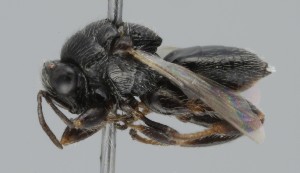  ( - MZH_GQ.5294)  @11 [ ] by-nc (2024) Simo Vaananen Luomus