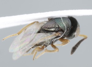  (Bothriothorax intermedius - MZH_GQ.5295)  @11 [ ] by-nc (2024) Simo Vaananen Luomus