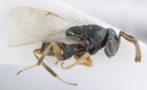  (Bothriothorax paradoxus - MZH_GQ.5296)  @11 [ ] by-nc (2024) Simo Vaananen Luomus