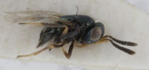  (Bothriothorax wichmani - MZH_GQ.5297)  @11 [ ] by-nc (2024) Simo Vaananen Luomus