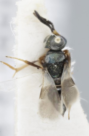  (Cheiloneurus submuticus - MZH_GQ.5300)  @11 [ ] by-nc (2024) Simo Vaananen Luomus