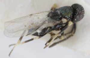  (Copidosoma peticus - MZH_GQ.5301)  @11 [ ] by-nc (2024) Simo Vaananen Luomus