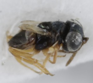  ( - MZH_GQ.5312)  @11 [ ] by-nc (2024) Simo Vaananen Luomus