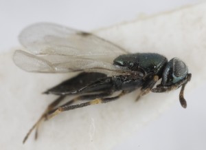  (Pseudencyrtus eumedes - MZH_GQ.5315)  @11 [ ] by-nc (2024) Simo Vaananen Luomus