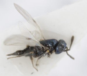  (Pseudencyrtus misellus - MZH_GQ.5316)  @11 [ ] by-nc (2024) Simo Vaananen Luomus