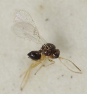  (Alloxysta crassicornis - MZH_GQ.6563)  @11 [ ] by-nc (2023) Simo Vaananen Luomus