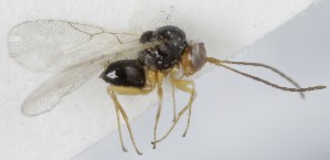  ( - MZH_GQ.6564)  @11 [ ] by-nc (2023) Simo Vaananen Luomus