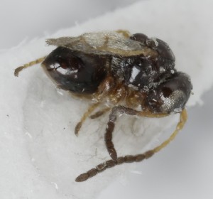  (Alloxysta glebaria - MZH_GQ.6565)  @11 [ ] by-nc (2023) Simo Vaananen Luomus