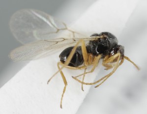  ( - MZH_GQ.6566)  @11 [ ] by-nc (2023) Simo Vaananen Luomus