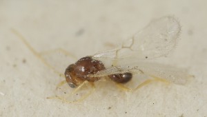  (Alloxysta patens - MZH_GQ.6567)  @11 [ ] by-nc (2023) Simo Vaananen Luomus