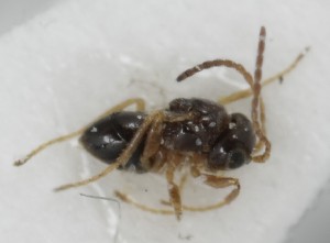  (Alloxysta pedestris - MZH_GQ.6568)  @11 [ ] by-nc (2023) Simo Vaananen Luomus