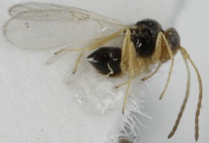  ( - MZH_GQ.6570)  @11 [ ] by-nc (2023) Simo Vaananen Luomus