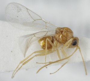  ( - MZH_GQ.6575)  @11 [ ] by-nc (2023) Simo Vaananen Luomus