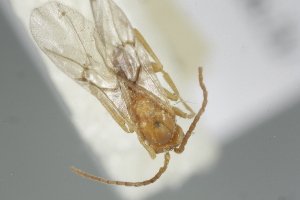  (Andricus testaceipes - MZH_GQ.6592)  @11 [ ] by-nc (2023) Simo Vaananen Luomus