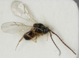  ( - MZH_GQ.6613)  @11 [ ] by-nc (2023) Simo Vaananen Luomus