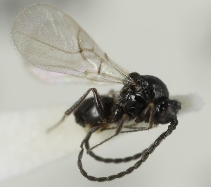  (Disorygma curtum - MZH_GQ.6616)  @11 [ ] by-nc (2023) Simo Vaananen Luomus