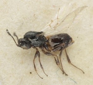  (Eutrias - MZH_GQ.6620)  @11 [ ] by-nc (2023) Simo Vaananen Luomus