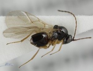  ( - MZH_GQ.6624)  @11 [ ] by-nc (2023) Simo Vaananen Luomus