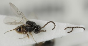  (Gronotoma allotriaeformis - MZH_GQ.6625)  @11 [ ] by-nc (2023) Simo Vaananen Luomus
