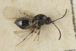  ( - MZH_GQ.6630)  @11 [ ] by-nc (2023) Simo Vaananen Luomus