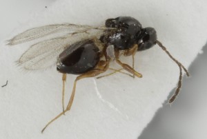  ( - MZH_GQ.6631)  @11 [ ] by-nc (2023) Simo Vaananen Luomus