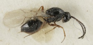  (Kleidotoma ciliaris - MZH_GQ.6632)  @11 [ ] by-nc (2023) Simo Vaananen Luomus