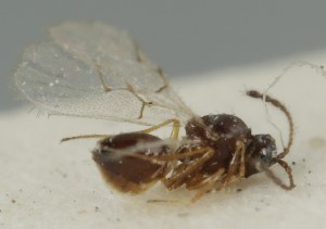  (Kleidotoma formicaria - MZH_GQ.6633)  @11 [ ] by-nc (2023) Simo Vaananen Luomus