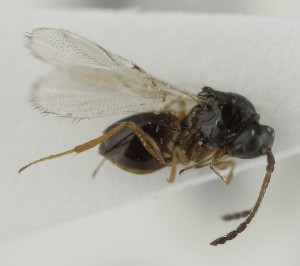  (Kleidotoma geniculata - MZH_GQ.6634)  @11 [ ] by-nc (2023) Simo Vaananen Luomus