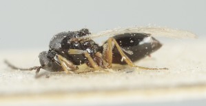  (Kleidotoma marshalli - MZH_GQ.6636)  @11 [ ] by-nc (2023) Simo Vaananen Luomus