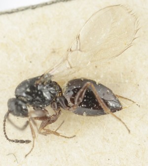  (Kleidotoma nigra - MZH_GQ.6637)  @11 [ ] by-nc (2023) Simo Vaananen Luomus