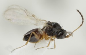  (Kleidotoma picipes - MZH_GQ.6638)  @11 [ ] by-nc (2023) Simo Vaananen Luomus