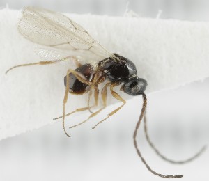  ( - MZH_GQ.6639)  @11 [ ] by-nc (2023) Simo Vaananen Luomus