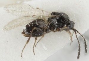  (Kleidotoma thomsoni - MZH_GQ.6642)  @11 [ ] by-nc (2023) Simo Vaananen Luomus