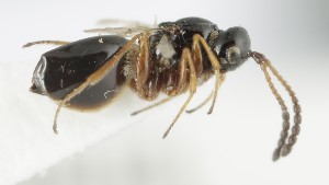  ( - MZH_GQ.6643)  @11 [ ] by-nc (2023) Simo Vaananen Luomus