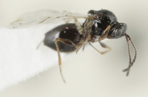  (Kleidotoma truncata - MZH_GQ.6644)  @11 [ ] by-nc (2023) Simo Vaananen Luomus