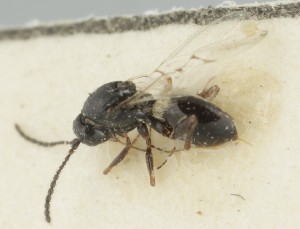  (Kleidotoma pygmaea - MZH_GQ.6645)  @11 [ ] by-nc (2023) Simo Vaananen Luomus