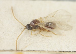  ( - MZH_GQ.6649)  @11 [ ] by-nc (2023) Simo Vaananen Luomus