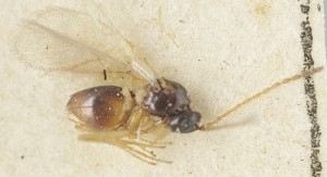  ( - MZH_GQ.6650)  @11 [ ] by-nc (2023) Simo Vaananen Luomus