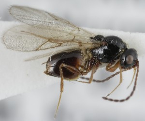  (Trybliographa fovealis - MZH_GQ.6663)  @11 [ ] by-nc (2023) Simo Vaananen Luomus