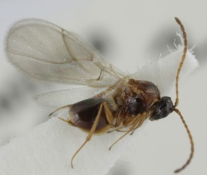  (Trybliographa rufula - MZH_GQ.6670)  @11 [ ] by-nc (2023) Simo Vaananen Luomus