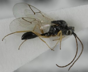  ( - MZH_GQ.6677)  @11 [ ] by-nc (2023) Simo Vaananen Luomus