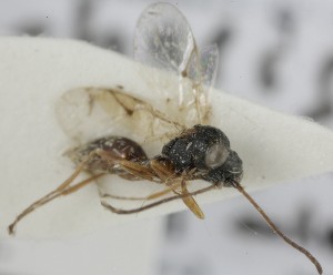  ( - MZH_GQ.6678)  @11 [ ] by-nc (2023) Simo Vaananen Luomus