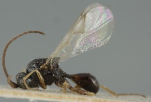  ( - MZH_GQ.6679)  @11 [ ] by-nc (2023) Simo Vaananen Luomus